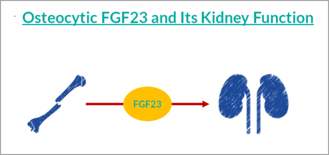 填补空白 | 国内独家研发FGF23项目，早期诊断CKD及CKD-MBD